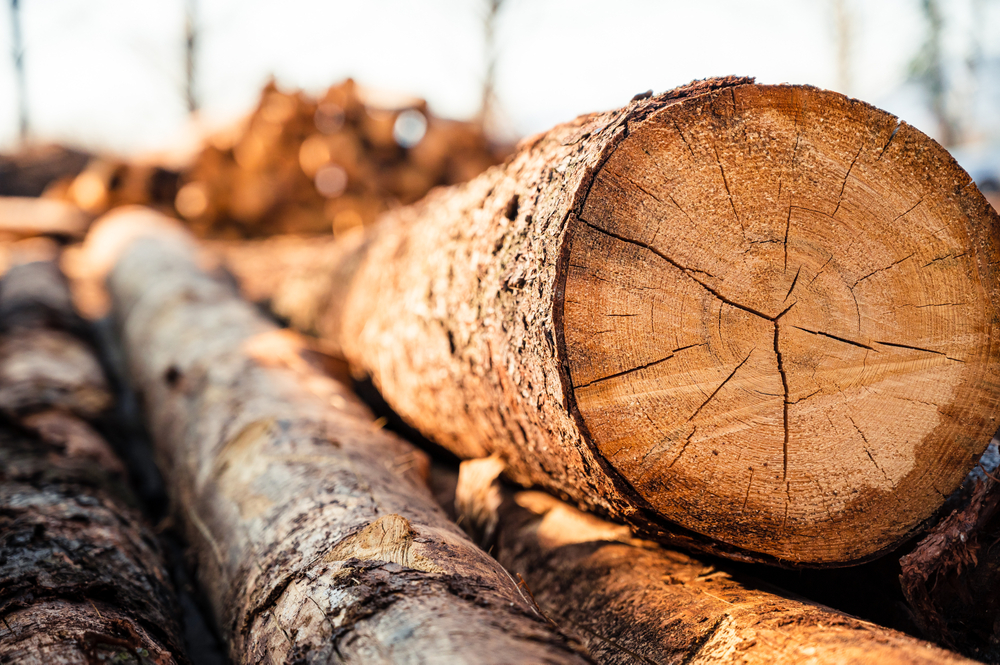 création meubles avec bois résineux